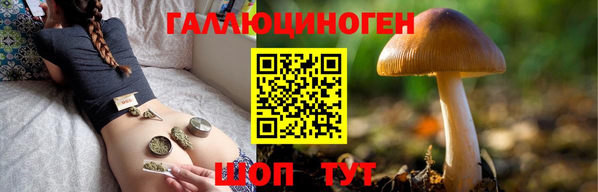 Псилоцибиновые грибы Psilocybe Саяногорск
